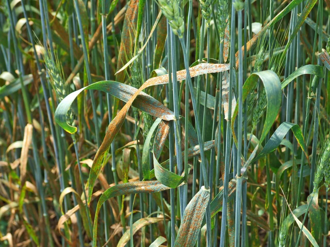 Бурая ржавчина пшеницы